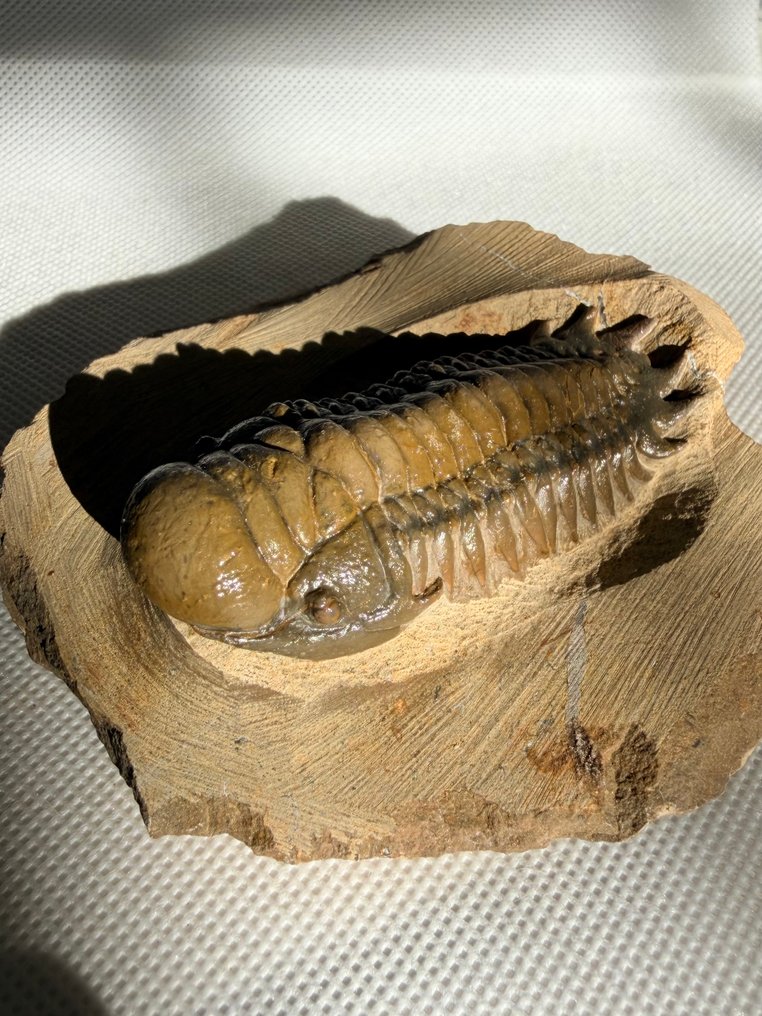 Trilobit - Fossiliserat djur - Crotalocephalus gibbus - 8 cm #1.0