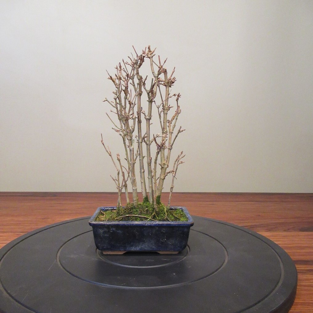 Acer buergerianum - Height (Tree): 25 cm - Depth (Tree): 14 cm - Japan #2.1