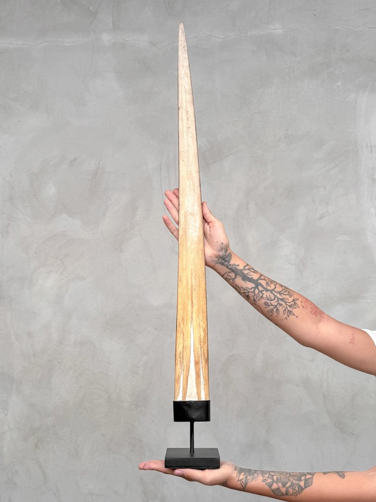 无底价 - 定制底座上的超大剑鱼獠牙 - 毛利Wheku和Thiki条纹 支架上的吻突 - Xiphias Gladius - 90 cm - 10 cm - 10 cm- 非《濒危物种公约》物种 #2.1