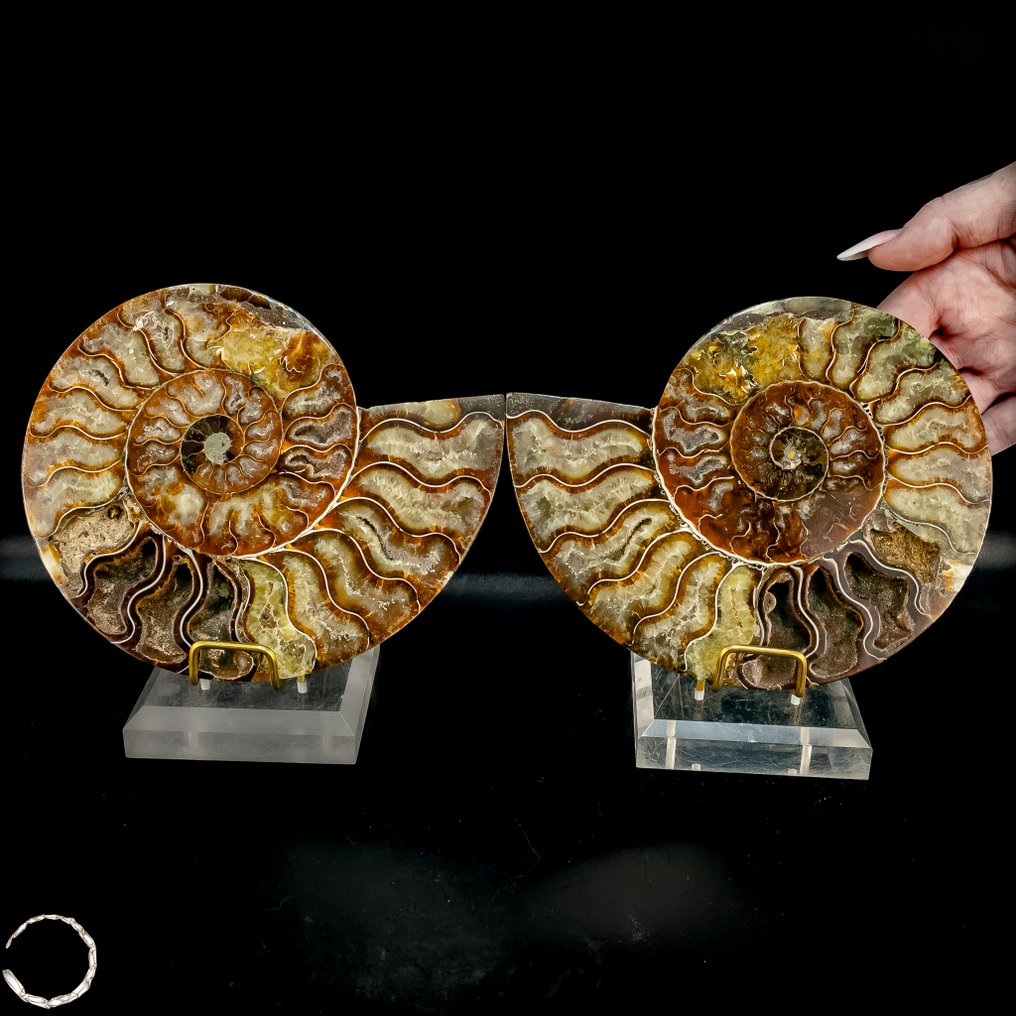 Όμορφες πλάκες αμμονίτη Χαρακτικά απολιθωμάτων διαχρονικής αξίας από την προϊστορική εποχή- 871.79 g - (2) #1.0