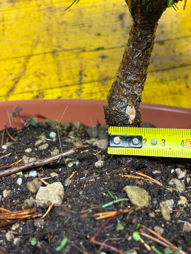 松树盆景(松属) - 高度 (树干): 20 cm - 深度 (树干): 18 cm - 意大利 #4.3