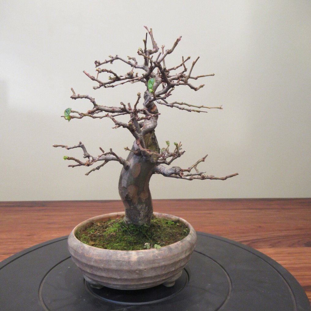 Pseudocydonia sinensis - Altezza (albero): 25 cm - Profondità (albero): 21 cm - Giappone #3.2