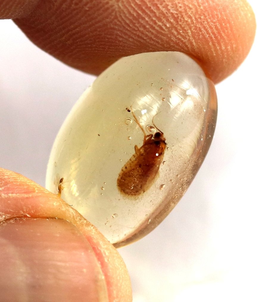 Copal - Amber - Insect ready for a ring - Jurassic park - 20 mm - 15 mm (No reserve price) #1.0