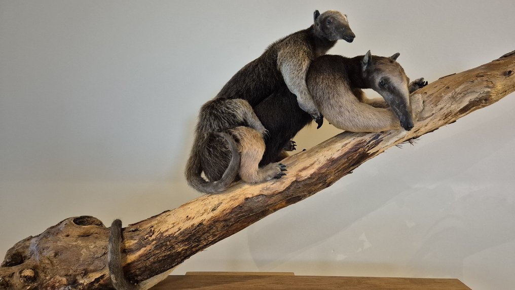 Tamandua - dorosłe i młode Eksponat taksydermiczny (całe ciało) - Tamandua tetradactyla - 60 cm - 110 cm - 30 cm - Gatunki inne niż CITES - 2 #1.0