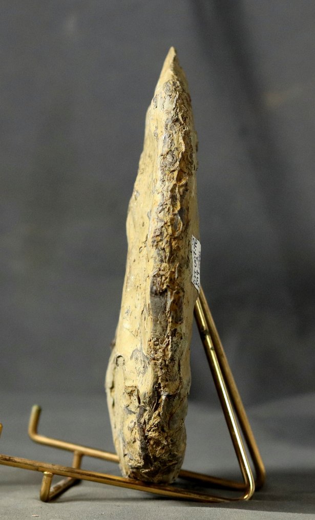 Sjelden triassisk ammonitt med spesielle suturlinjer - Fossile dyr - Discoceratites semipartitus? - 19 cm (Ingen reservasjonspris) #4.3