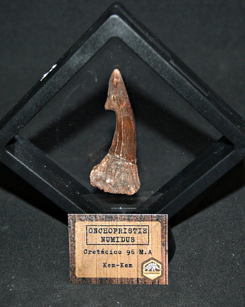 haj - Fossil tand - Onchopristis numidus (Utan reservationspris) #3.2