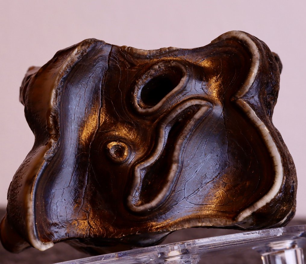 Wolharige neushoorn - Fossiele tand - Coelodonta antiquitatis - 65 mm - 42 mm (Zonder minimumprijs) #2.1