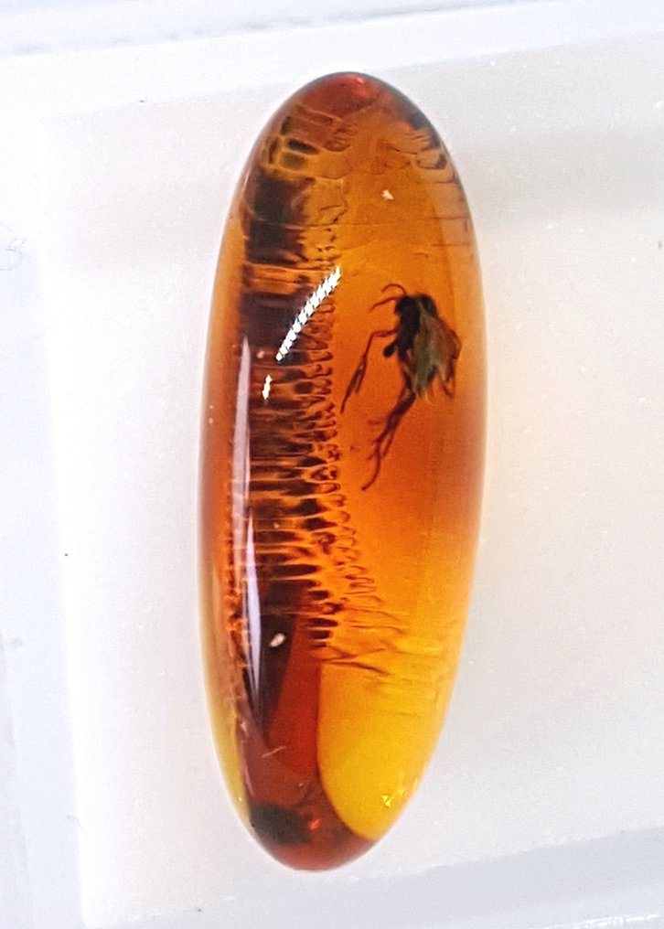 Natural Baltic Amber with Fossil Insect Inclusion in Magnifying Box - Beautiful Museum Grade - Amber (No reserve price) #1.0