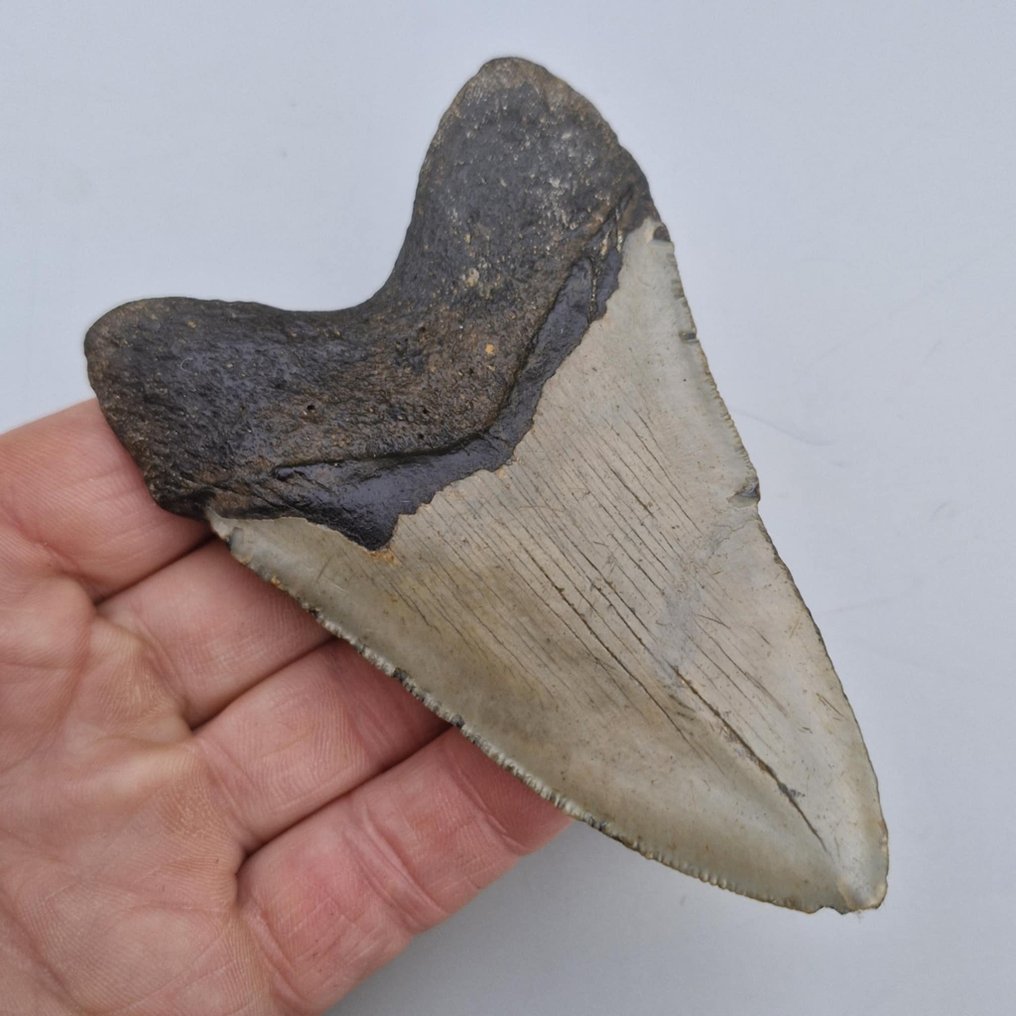 Tiburón megalodón - Diente fósil - megaselachus megalodon - 109 mm - 71 mm (Sin precio de reserva) #1.0