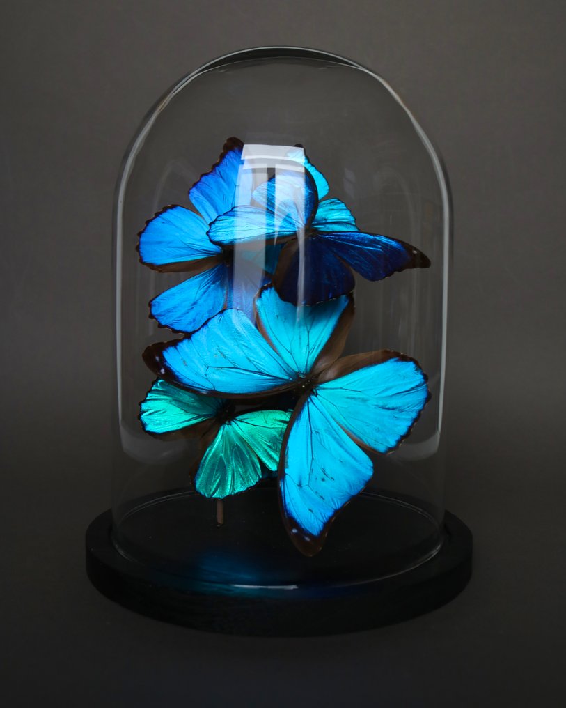 蝴蝶 动物标本剥制全身支架 - Morpho menelaus x Morpho didius - 30 cm - 24 cm - 24 cm - 非《濒危物种公约》物种 - 1 #1.0