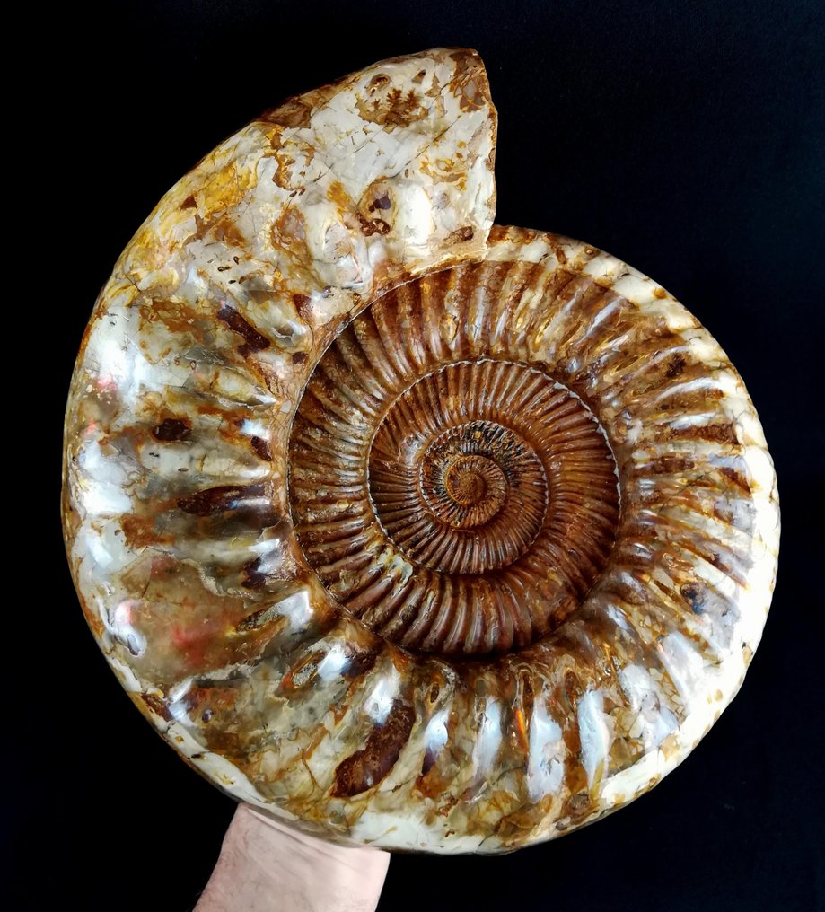 Ammonit - Tierfossil - Kranaosphinctes roedereri (Collignon) - 30 cm - 26.5 cm #3.2