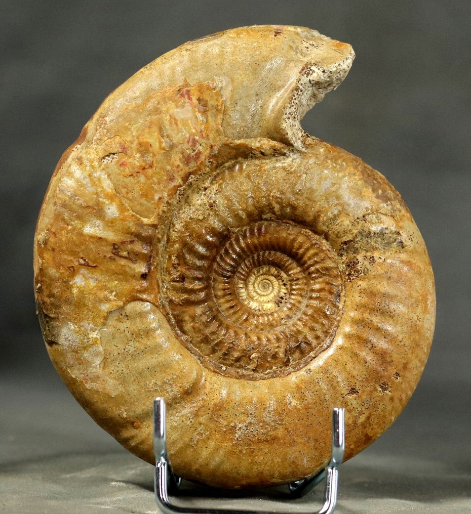 Fin ammonit från ovanlig plats - Stor storlek - Fossiliserat djur - Bajocisphinctes mouterdei - 13 cm #1.0