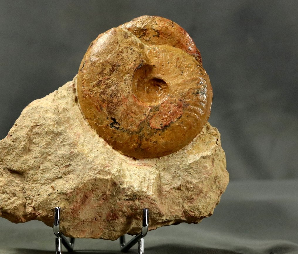 Hienointa ja värikkäintä jurassic ammoniittien kokoelmaa. - Kivettynyt eläin - Pleydellia misera - 13.8 cm - 11.8 cm (Ei pohjahintaa) #1.0