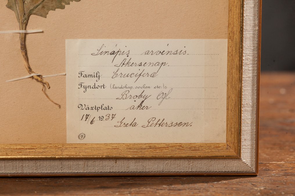 impianto Allestimento tassidermico a parete - Herbarium – Sinapis arvensis (Wild Mustard), 1937 - 1 #2.1