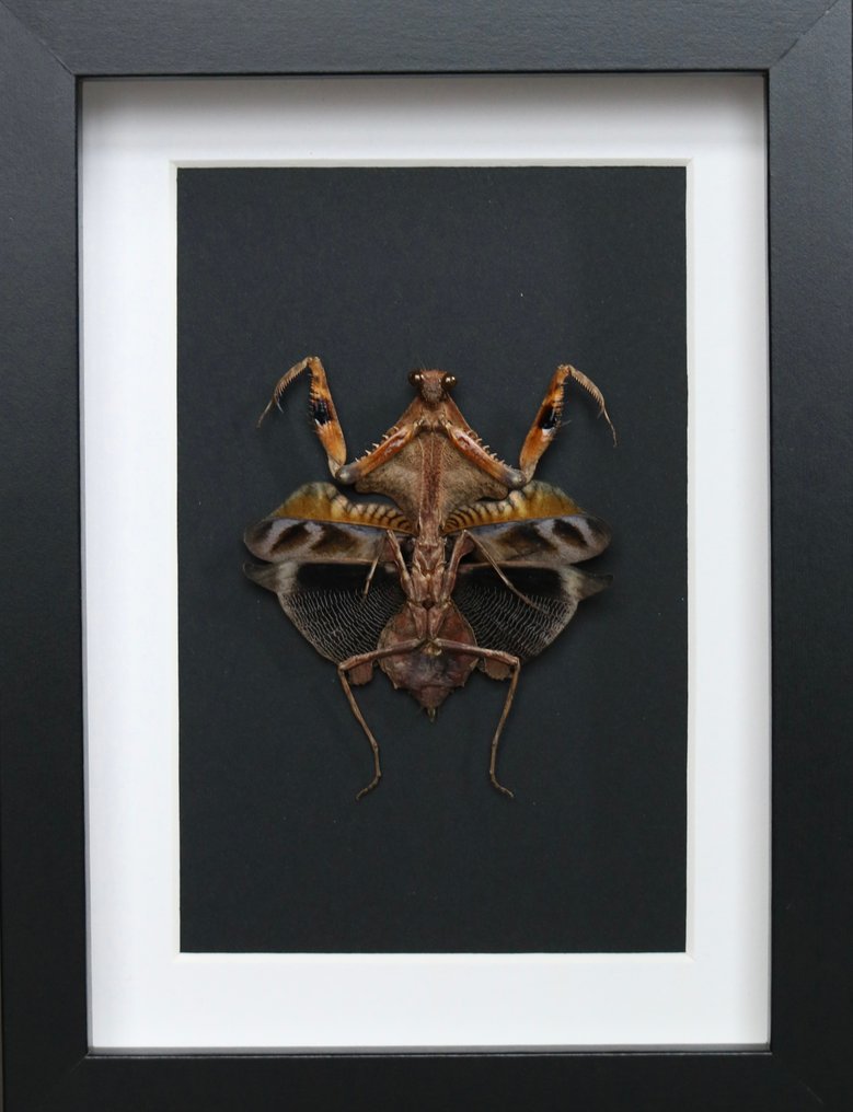 mante 动物标本剥制全身支架 - Deroplatys lobata - 25 cm - 17 cm - 17 cm - 非《濒危物种公约》物种 - 1 #1.0