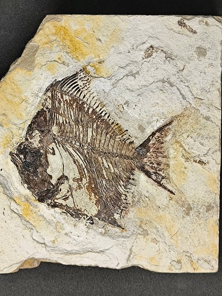 Matrice fossile - Aipichthys Major Velifer - 95 mm - 90 mm #1.0