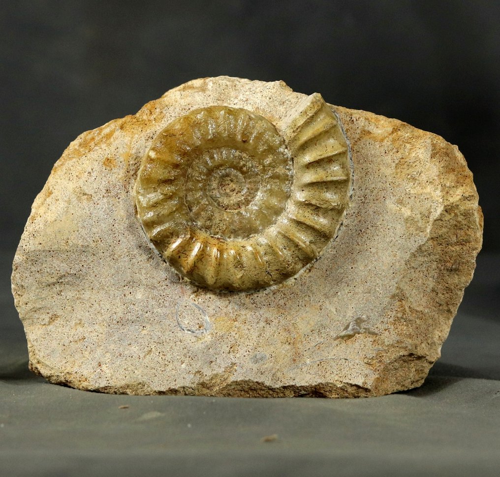Fin calcit ammonit - Ovanlig grönaktig färg - Translucent - På sten - Fossiliserat djur - Acanthopleuroceras maugenesti - 15.5 cm - 10.5 cm (Utan reservationspris) #1.0