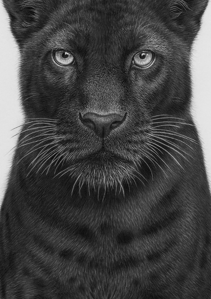 Schu - Black panther #4.3