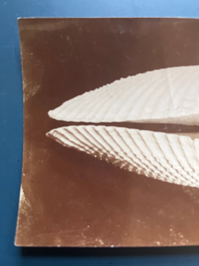 Harold  Bastin - Een grote Pholas-schelp #1.0