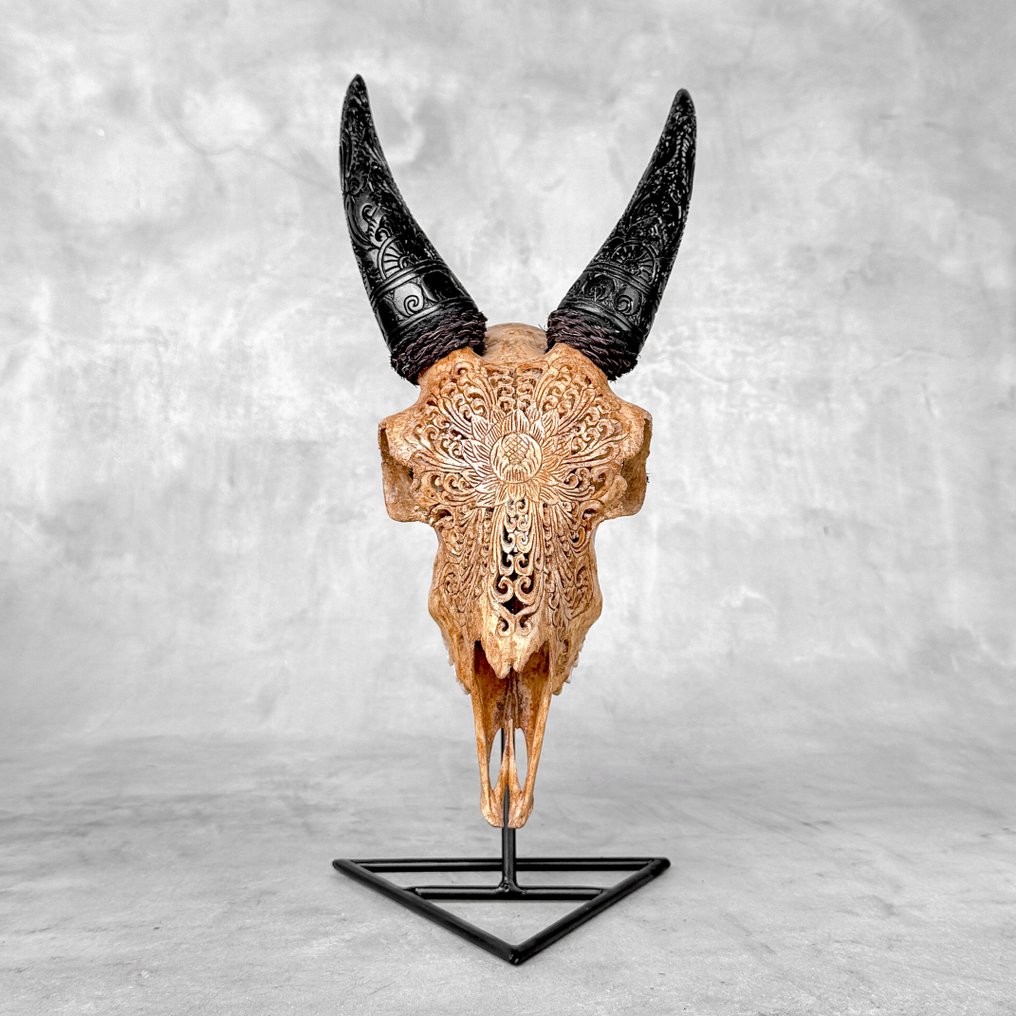 无底价 - 正品棕色雕刻山羊头骨，带雕刻角，大莲花图案 雕刻的颅骨 - Capra hircus - 39 cm - 17 cm - 14 cm- 非《濒危物种公约》物种 -  (1) #3.2