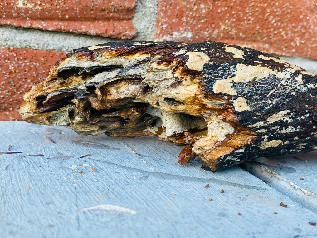 Oeros - Fossilt bein - Bos primigenius - 25 cm - 9 cm (Ingen reservasjonspris) #2.1