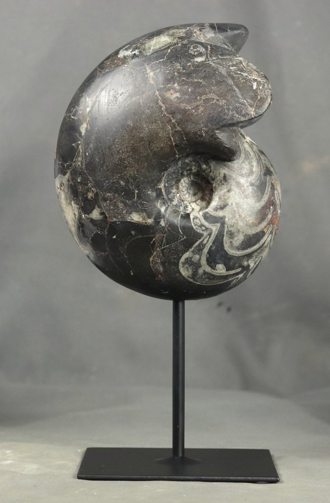 Großer dekorativer Goniatite – auf Ständer - Tierfossil - Manticoceras cf. intumescens #1.0