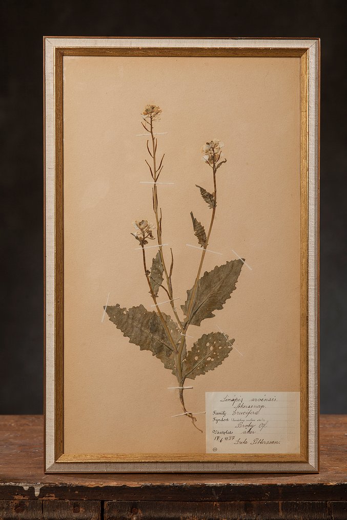 impianto Allestimento tassidermico a parete - Herbarium – Sinapis arvensis (Wild Mustard), 1937 - 1 #1.0