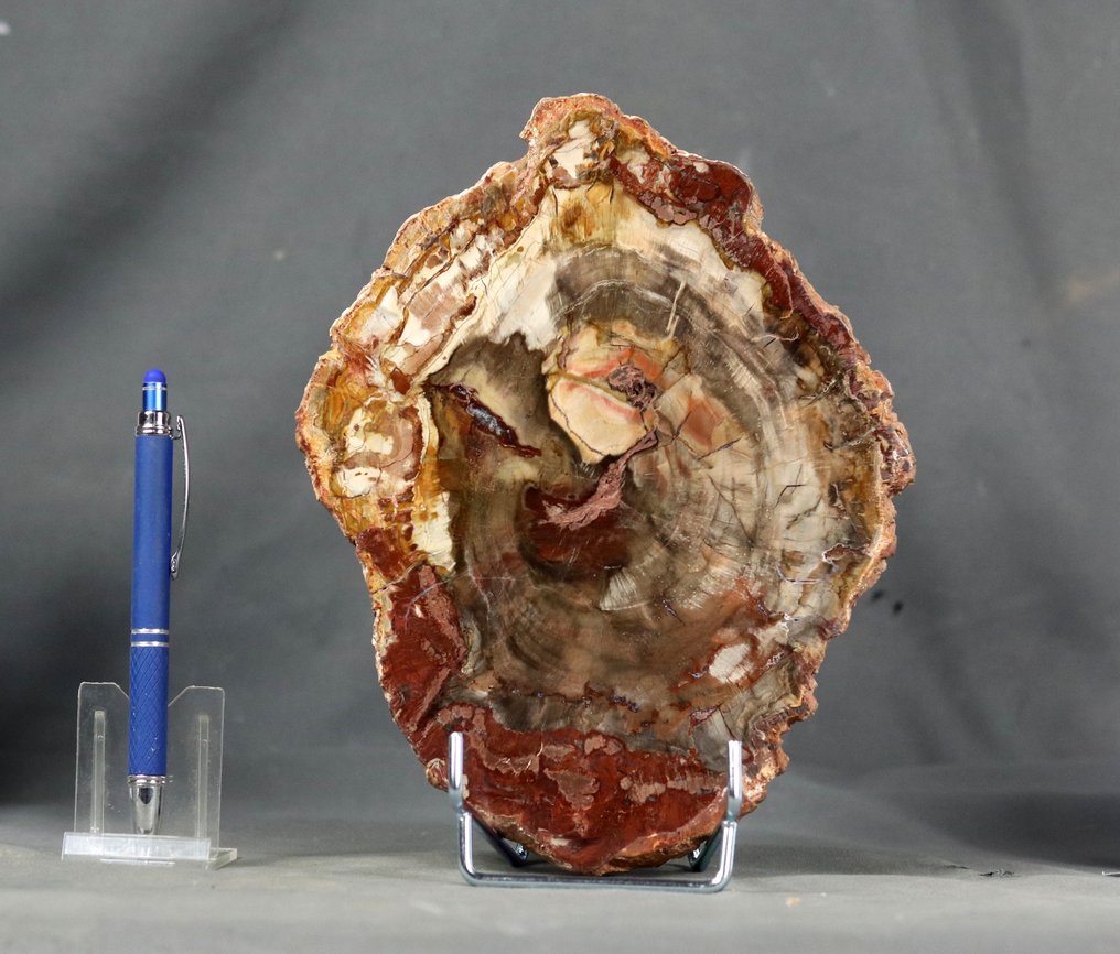 Madeira fossilizada bonita e decorativa em suporte - Polida com cores incomuns de vermelho, marrom e - Planta fossilizada - 22 cm - 17 cm #1.0