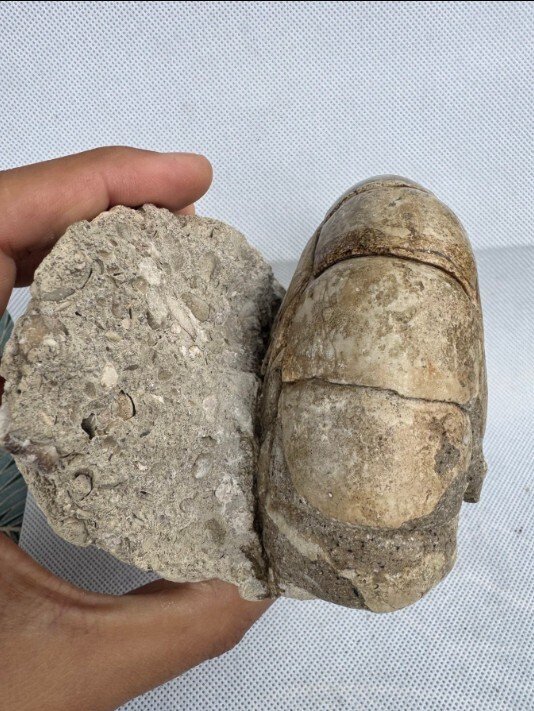 Nautiloid - Fossilised animal - Aturia sp. - 13.5 cm #3.2