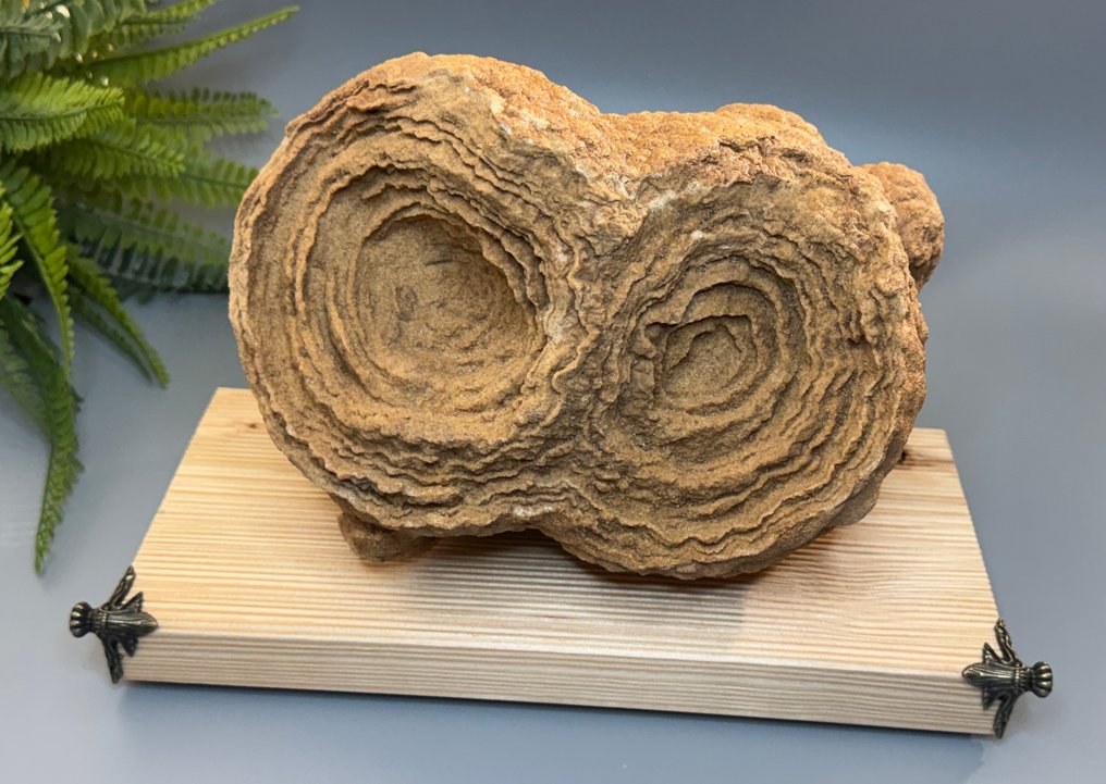 Great stromatolite – a fascinating fossil from the beginnings of life! - Fossil fragment - Stromatolith - 19 cm - 30 cm (No reserve price) #1.0