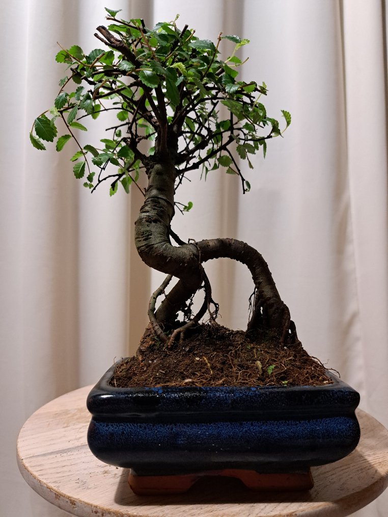 Chinese elm bonsai (Ulmus parviflora) - Height (Tree): 25 cm - Depth (Tree): 16 cm - Netherlands #1.0