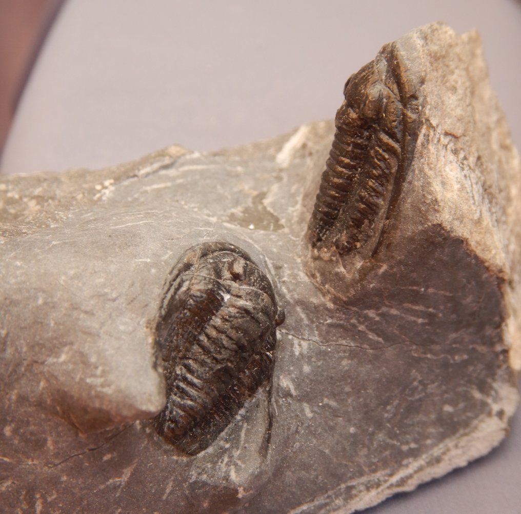 Fossile - Scheletro fossile - Cornuproetus cornutus - 2 cm #1.0