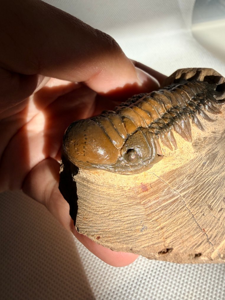 Trilobiet - Gefossiliseerd dier - Crotalocephalus gibbus - 8 cm #1.0