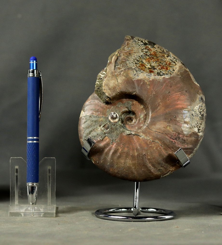 Fin ammonit med båda sidorna rengjorda - INTE POLERAD - Fossiliserat djur - Cleoniceras besairiei - 14 cm #1.0