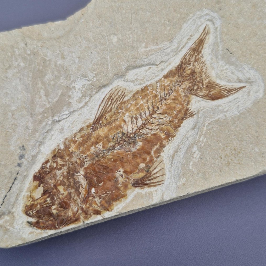 化石鱼 - 骨骼化石 - Sedenhorstia - 114 mm - 73 mm (没有保留价) #1.0