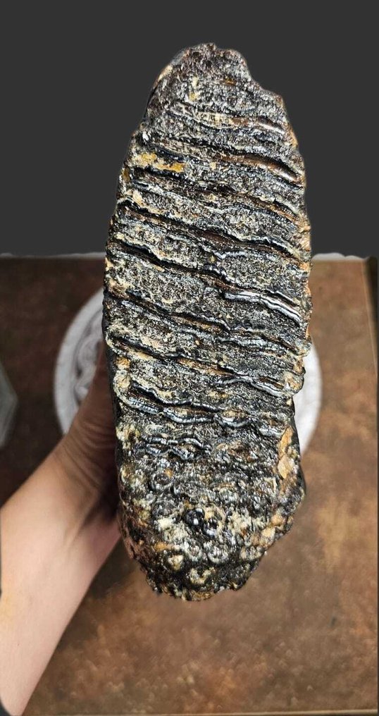 Gyapjas mamut - Fosszilis őrlőfog - 24 cm - 15 cm #3.2