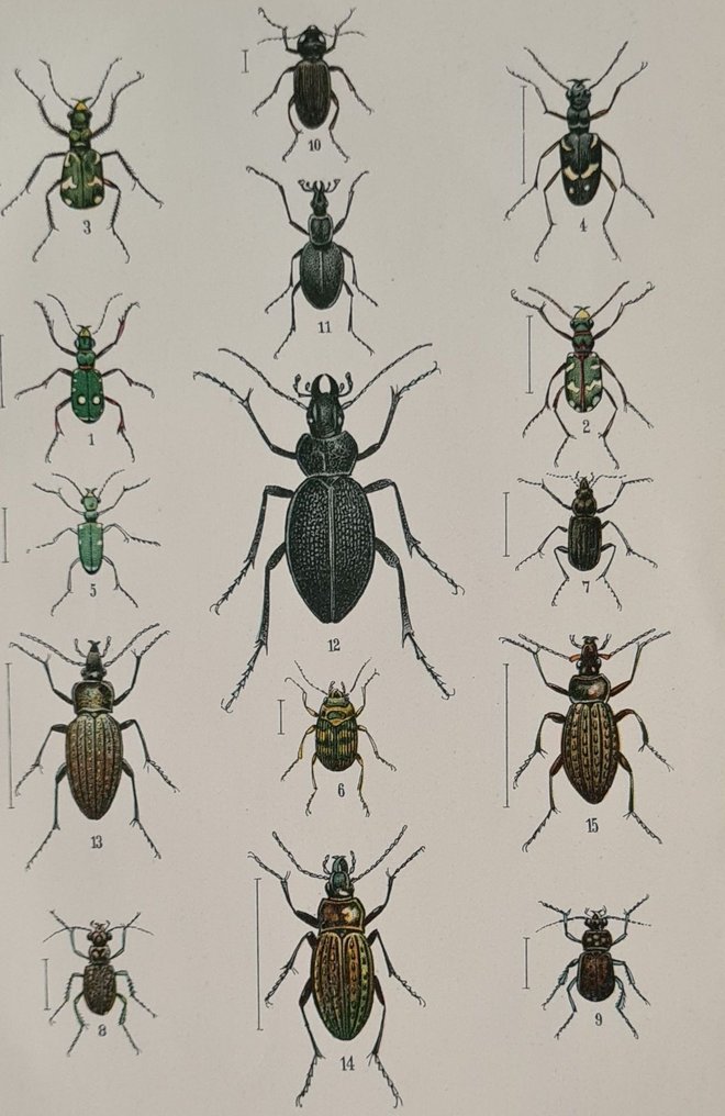 P G Buekers - Onze kevers - 1912 #4.3