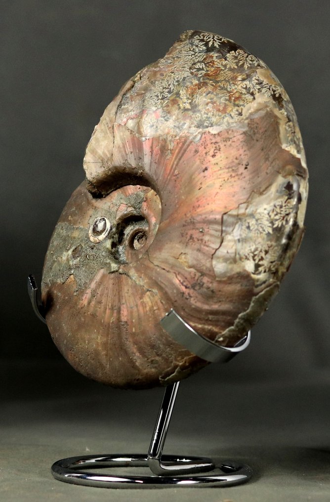 Fin ammonit med båda sidorna rengjorda - INTE POLERAD - Fossiliserat djur - Cleoniceras besairiei - 14 cm #2.1