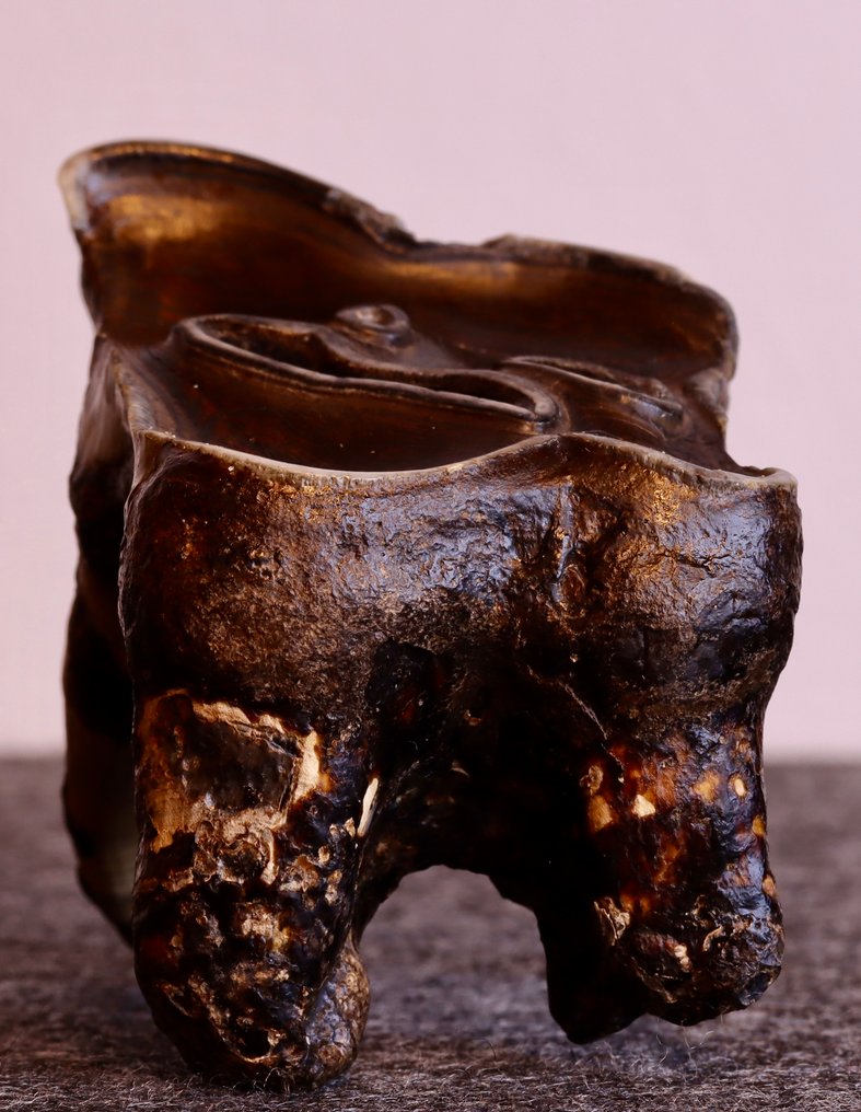 Wolharige neushoorn - Fossiele tand - Coelodonta antiquitatis - 65 mm - 42 mm (Zonder minimumprijs) #1.0