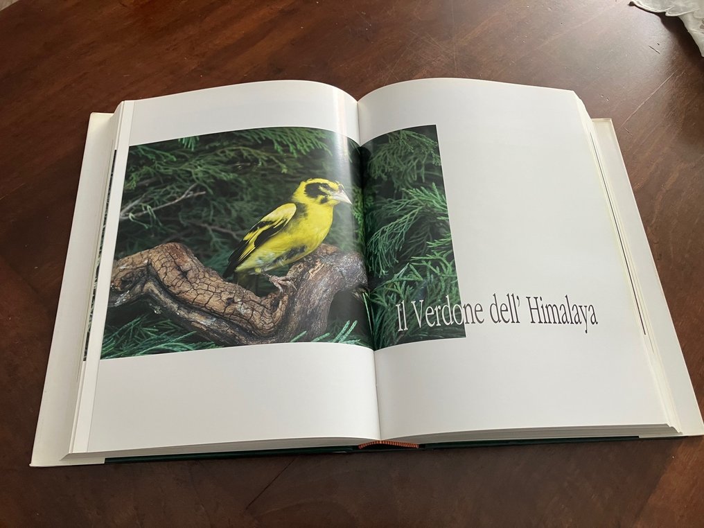 Honorio Gimeno Pelegrí - Il Colore degli Indigeni - 2004 #2.1