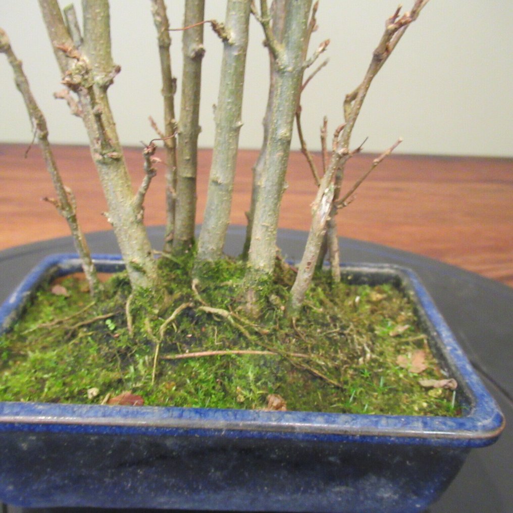 Acer buergerianum - Height (Tree): 25 cm - Depth (Tree): 14 cm - Japan #4.3