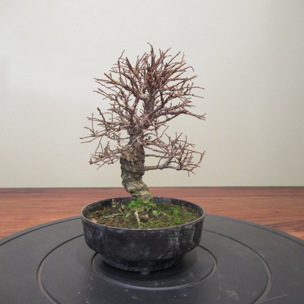 Zelkova turns green. - Height (Tree): 18 cm - Depth (Tree): 15 cm - Japan #2.1