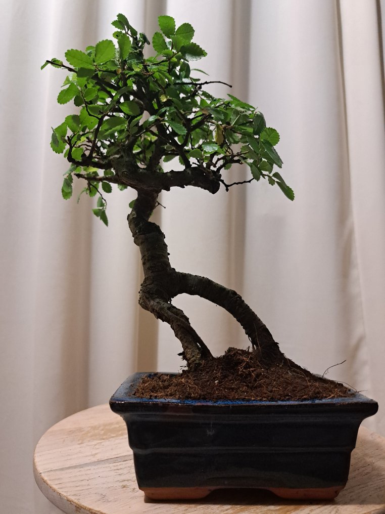 Chinese elm bonsai (Ulmus parviflora) - Height (Tree): 25 cm - Depth (Tree): 17 cm - Netherlands #1.0