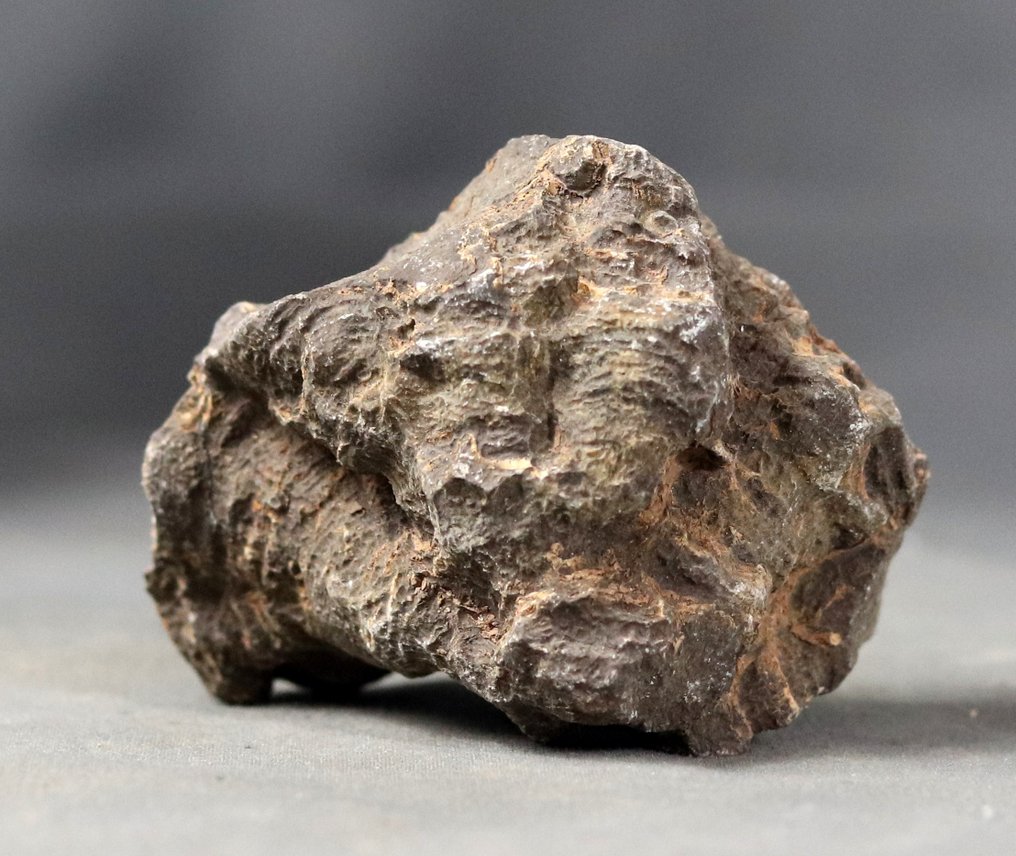 Outstanding fossil coral - Fossilised animal - Hexagonaria percarinatum - 7 cm - 5 cm (No reserve price) #2.1