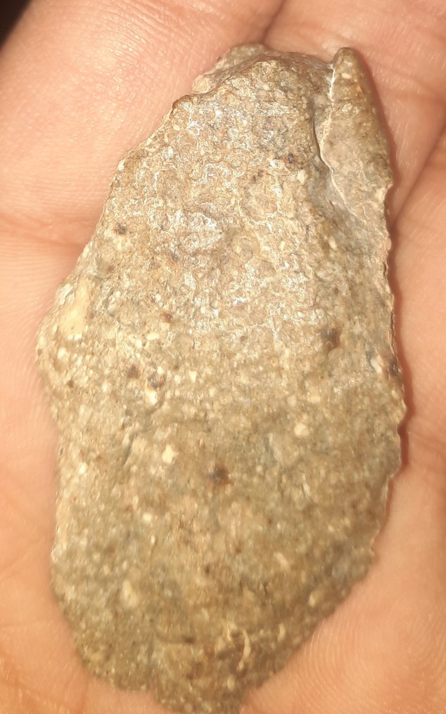 NWA 17627 - meteorite HED achondrite - Diogenite (noritic) - Height: 52 cm - Width: 33 cm - 16 g - (1) #1.0