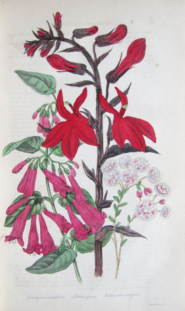 Joseph Harrison [editor] - The Floricultural Cabinet & Florists' Magazine - 1834-1840 #1.0