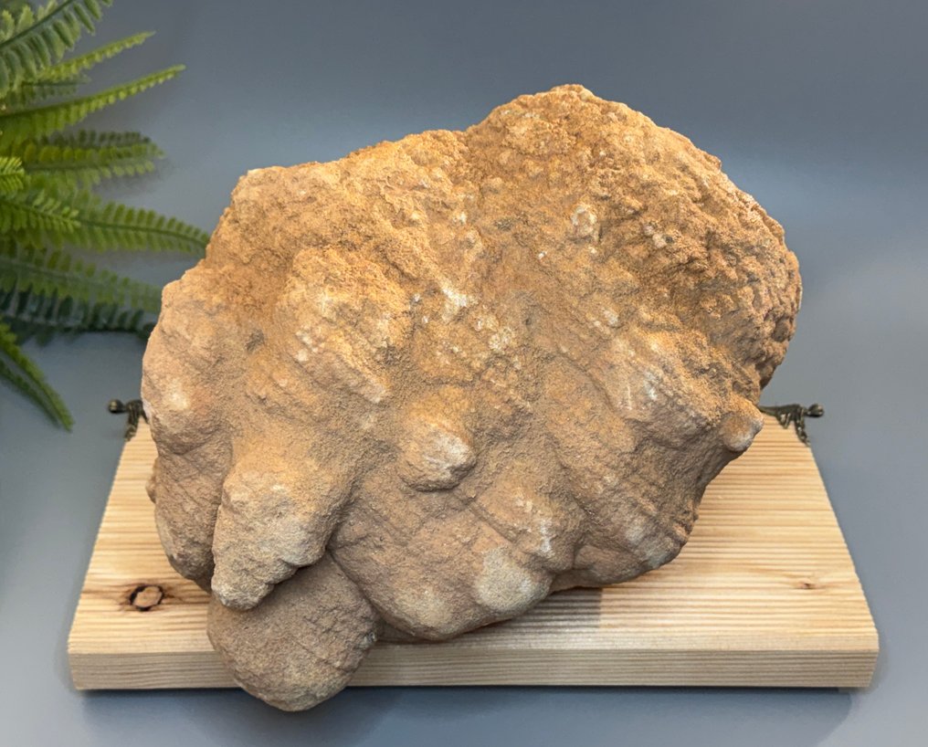 Great stromatolite – a fascinating fossil from the beginnings of life! - Fossil fragment - Stromatolith - 19 cm - 30 cm (No reserve price) #4.3