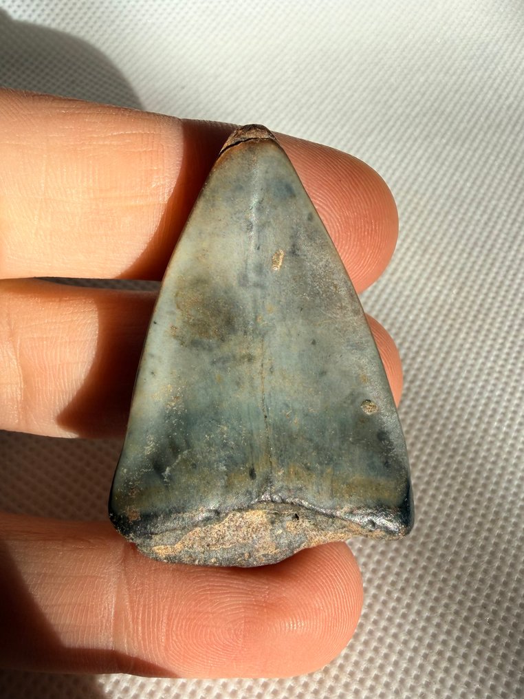 Great white shark - Fossil tooth - Cosmopolitodus hastalis - 4.6 cm  (No reserve price) #1.0