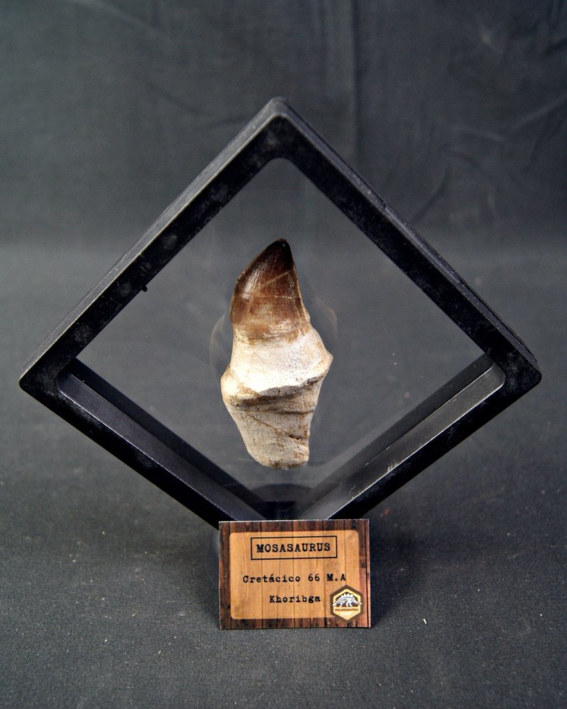 沧龙 - 牙齿化石 - Mosasaurus anceps con raiz (没有保留价) #1.0