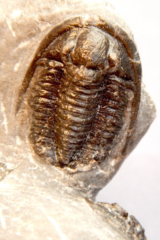 Fossile - Scheletro fossile - Cornuproetus cornutus - 2 cm #3.2